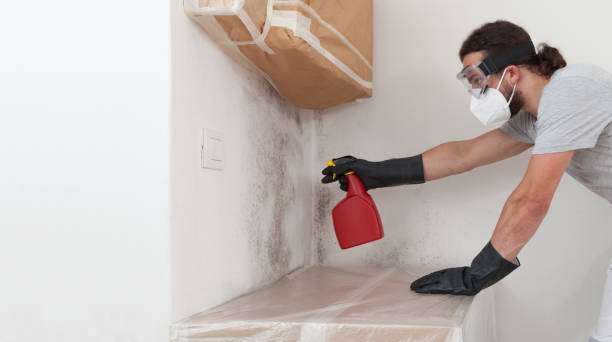 Professional Mold Cleanup technician working in Free Soil, MI