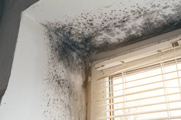 Affordable Mold Cleanup solutions in Free Soil, MI